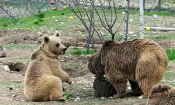 Des ours, secourus de la captivité, renouent avec une vie mi-sauvage dans un centre de réhabilitation de la Fondation pour la préservation de la faune et du patrimoine culturel (FPWC) près du village d'Urtsadzor, en Arménie, le 21 avril 2026