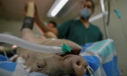 Vétérinaires et médecins testent un nouveau respirateur artificiel sur un cochon cobaye, le 17 septembre 2020 à Panama