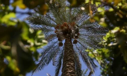 Un palmier dattier dans un champ du village de Janajah, dans la province de Babylone, le 4 septembre 2024 en Irak