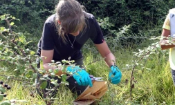 Collectes d'Ă©chantillons de plantes soupçonnĂ©es ĂȘtre infectĂ©es par la bactĂ©rie Xylella Fastidiosa le 29 juillet 2015 Ă Propriano en Corse