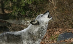 Un loup hurle à South Salem, dans l'Etat de New York, le 6 décembre 2020