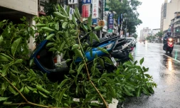 Des arbres couchés après le passage du typhon Podul à Taïwan le 13 août 2025