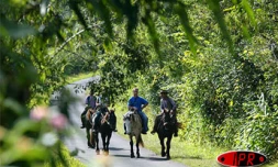 La ferme équestre de Grand Étang propose plusieurs circuits de balades à cheval
