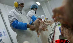 Vendredi 22 juin 2007 -
L'unité de production des volailles et produits dérivés Crête d'Or à l'Étang-Salé