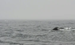 La queue d'une baleine apparaît au large de Husavik, dans le nord de l'Islande, le 28 juin 2011