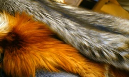 Pour "promouvoir une industrie de la mode plus humaine", la fourrure animale va disparaßtre de toutes les éditions et plateformes du magazine de mode ELLE, a annoncé la publication