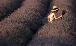 Une fillette dans un champ de lavande, à Valea-Trestieni, en Moldavie, le 10 juillet 2021