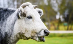 Une vache bleue dans sa pâture du parc animalier Ciruli à Kalvene, en Lettonie, le 13 novembre 2021