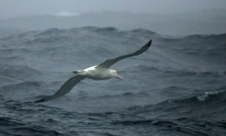 Un albatros au-dessus des mers Australes au large de l'archipel des Crozet, le 01 juillet 2007