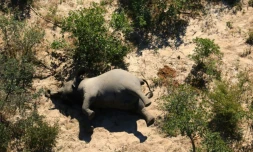 Le cadavre d'un des nombreux éléphants morts mystérieusement dans le delta d'Okavango au Botswana, le 3 juillet 2020