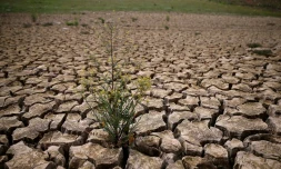 Les mauvaises herbes poussent dans la terre sèche et craquelée qui était le fond du lac McClure, le 24 mars 2015 à La Grange, en Californie