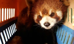 Photo prise par l'ONG Free The Bears le 15 janvier 2018 et obtenue le 7 février par l'AFP d'un des trois pandas roux sauvés des braconniers par l'ONG à Luang Prabang au Laos