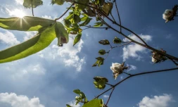 Du coton dans un champ de Kaf el-Cheikh en Egypte, le 13 septembre 2018