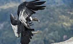 Un condor des Andes dans le parc national de Purace, en Colombie, le 13 février 2021
