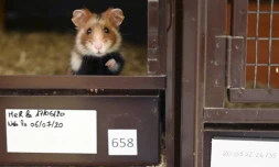 Un grand hamster d'Alsace dans un élevage à Jungholtz, le 23 juillet 2020
