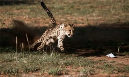 Un guépard en captivité, dans son enclos à Otjiwarongo, en Namibie le 18 février 2016