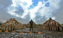 Un membre du Service kényan de la faune (KWS) devant des tas de défenses d'éléphants devant être brûlées, dans le parc national de Nairobi le 28 avril 2016