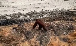Une capture d'écran d'une vidéo publiée par l'Indonésien Ahmad Baihaqi montre un orang-outan marchant dans une mine de charbon dans le district de Kutai est, province de Kalimantan Est, sur l'île indonésienne de Bornéo le 27 janvier 2025