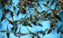 Des esturgeons nagent dans un bassin d'une ferme piscicole à Tiraspol, la capitale de la Transdniestrie, région séparatiste pro-russe de Moldavie, le 14 septembre 2021