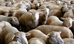 Des brebis en cours de vaccination dans une ferme à Poix-Terron, dans le nord de la France, le 21 août 2024 