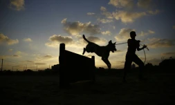 Un bénévole palestinien promène un chien au refuge d'Al-Zahra, au sud de Gaza, le 18 août 2016