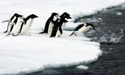 Un groupe de manchots sur la banquise de l'Antarctique, sur une photo fournie par le "Pew Charitable Trust" le 25 avril 2017 