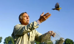 Le président de la LPO, Allain Bougrain-Dubourg, remet en liberté un ortolan prisonnier d'un piÚge de braconneurs le 30 août 2009 à proximité de Tartas