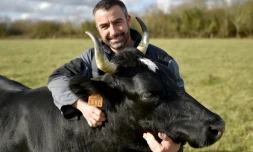 La vache Fine, Pie Noire Bretonne et égérie du 54e Salon de l'Agriculture de Paris, avec son propriétaire Cédric Briand, le 14 février 2017 à Plesse dans l'ouest de la France