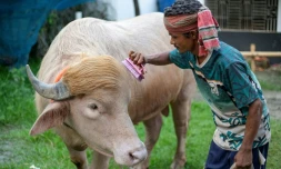Un gardien brosse le buffle albinos surnommé "Donald Trump" dans une ferme d’élevage à Narayanganj au Bangladesh le 17 mai 2026