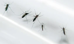 Des moustiques Aedes aegypti dans un laboratoire de Fort-de-France