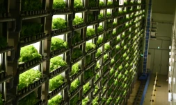 Des rangées de laitues produites artificiellement dans des "usines à légume", le 12 novembre 2019 à Kyoto