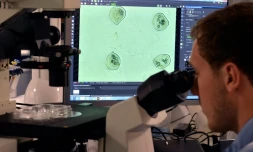Un ingénieur de laboratoire contrôle au microscope la qualité de l'impression de cellules dans le laboratoire de Poietis à Pessac le 22 janvier 2016