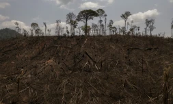 Des terres brûlées près de la ville de Sao Felix do Xingu, au Brésil, le 20 septembre 2021
