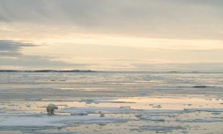 Photo transmise 17 juillet 2020 par Polar Bears International d'un ours polaire et de son ourson phorographiés en 2012 près de l'archipel de  Svalbard (Norvège) 