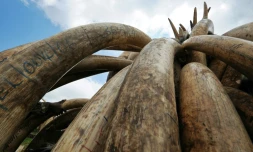Des défenses  d'éléphants entreposées le 22 avril 2016 à Nairobi par les services de protection de la nature