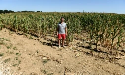 L'agriculteur Sébastien Méry dans son champ de maïs, à Chevannes le 7 août 2020