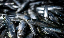 Une personne est morte parmi une douzaine atteintes de botulisme, maladie neurologique grave et rare, aprĂšs avoir mangĂ© des sardines en conserve artisanales dans un mĂȘme restaurant Ă Bordeaux