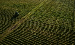 Les riverains des vignes sont plus imprégnés que les autres Français, démontre une étude nationale inédite, dévoilée lundi par deux agences sanitaires