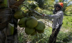 Un ouvrier agricole récolte des noix de coco dans une plantation près de Conde à 200 km au nord de Salvador (Brésil), le 22 mars 2018