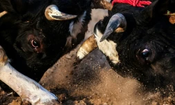 Combat de taureaux dans l'émirat de Foujaira, aux Emirats arabes unis, le 5 février 2022