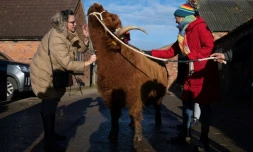 Brossage et séance de "câlins avec une vache" à la ferme Dumble, le 29 novembre 2023 à Arram, dans le nord-est de l'Angleterre