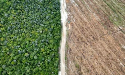 Vue aérienne de la forêt tropicale (g) et d'un terrain rasé pour des plantations (d) à Lahei Mangkutup, dans la régence de Kapuas du Kalimantan central, le 11 février 2026 en Indonésie