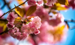 Un cerisier en fleurs de la variété "Sekiyama" dans une ferme horticole à Yuki, au nord-est de Tokyo, le 16 avril 2022