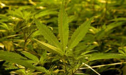 Le gouvernement va mettre en place une amende pour les usagers de cannabis, rompant ainsi avec une logique répressive qui devra permettre d'alléger le travail des policiers et magistrats.