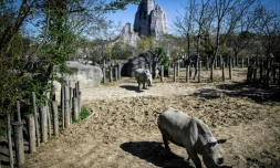 Des rhinoceros au Parc Zoologique de Paris en avril 2018