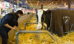 Un éleveur au Salon de l'Agriculture le 25 février 2016 à Paris