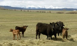 Bétail dans la province canadienne d'Alberta