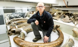 Matthew Wooller, chercheur à la University of Alaska Fairbanks et l'un des auteurs principaux d'une nouvelle étude sur la mobilité d'un mammouth laineux, pose avec une collection de défenses de mammouths