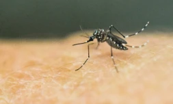Un moustique Aedes