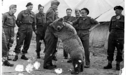 L'ours Wojtek avec les soldats de la 22e compagnie polonaise d'artillerie en 1943